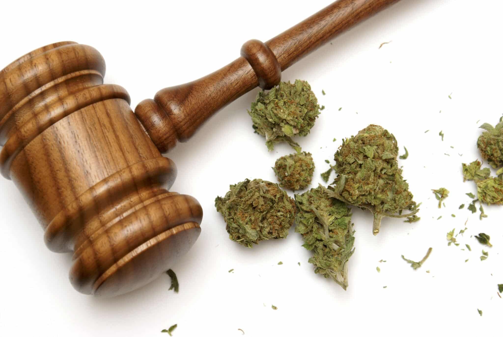 judge's gavel with hemp flower